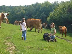 Zu Besuch auf der Rinderweide.